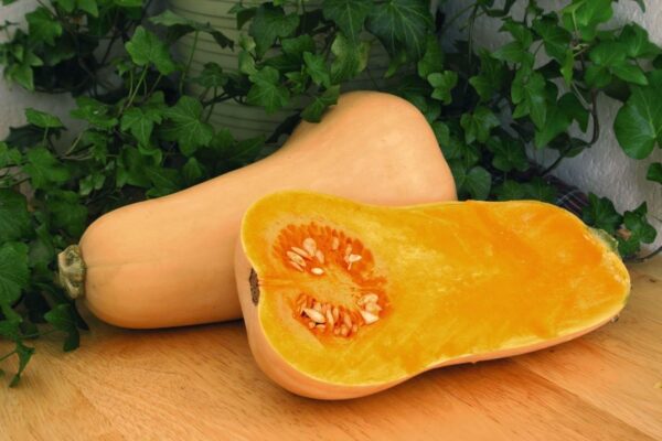 Squash Butternut Hunter F1