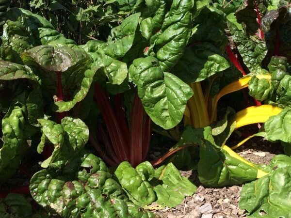 Swiss Chard - Rainbow Mix - Image 3