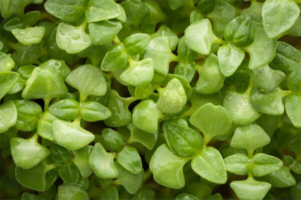 Herb Basil Genovese - Image 2