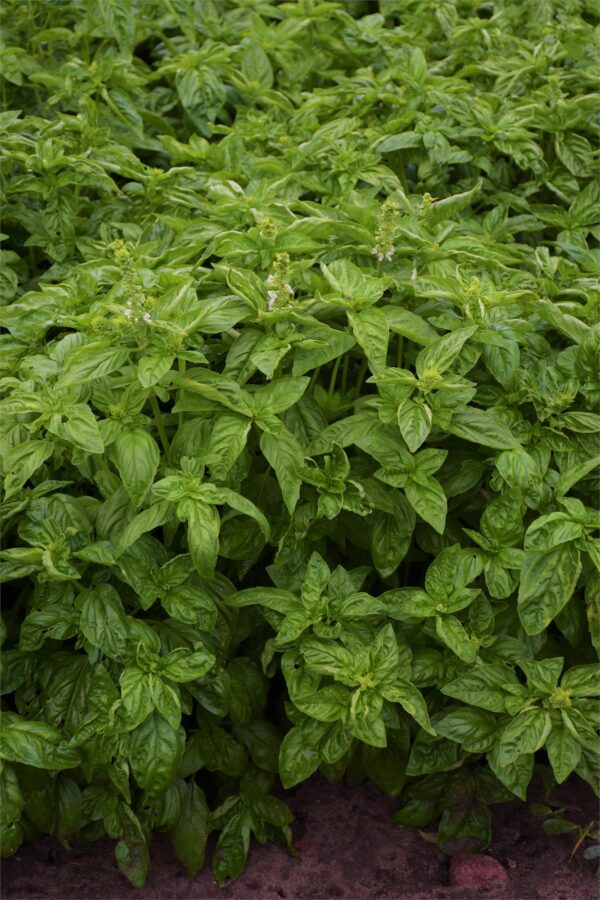 Herb Basil Genovese - Image 3