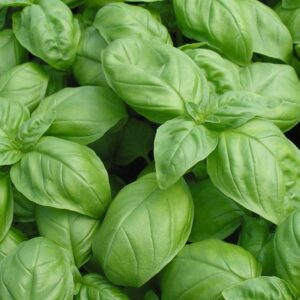 Herb Basil Genovese