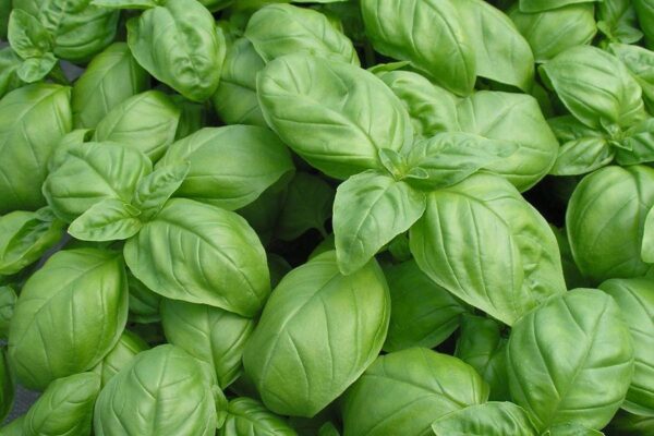 Herb Basil Genovese