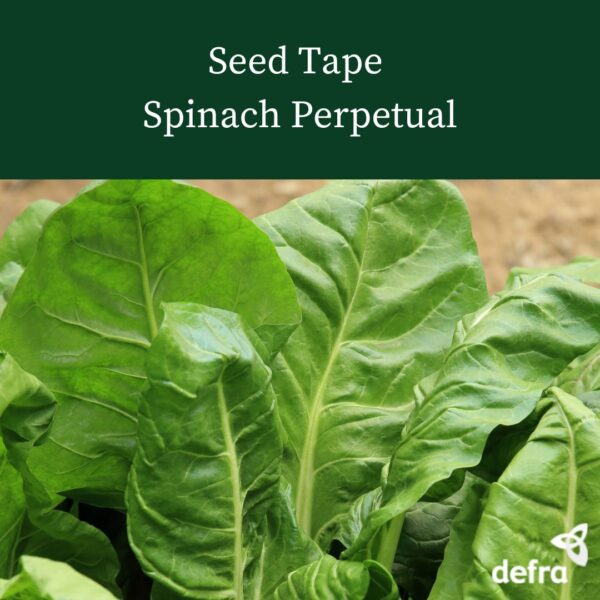 Spinach Perpetual - Seed Tape 6M (3x2M) ~152 Seeds - Image 7