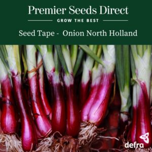 Onion North Holland Blood Red - Seed Tape 6M (3X2M)~ 370 Seeds