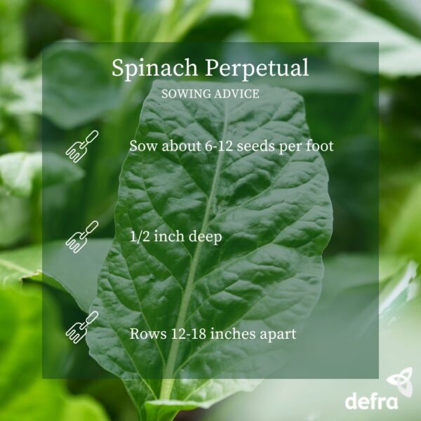 Spinach Perpetual - Seed Tape 6M (3x2M) ~152 Seeds - Image 6