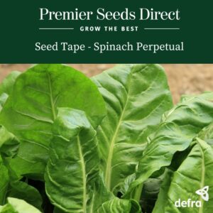 Spinach Perpetual - Seed Tape 6M (3x2M) ~152 Seeds