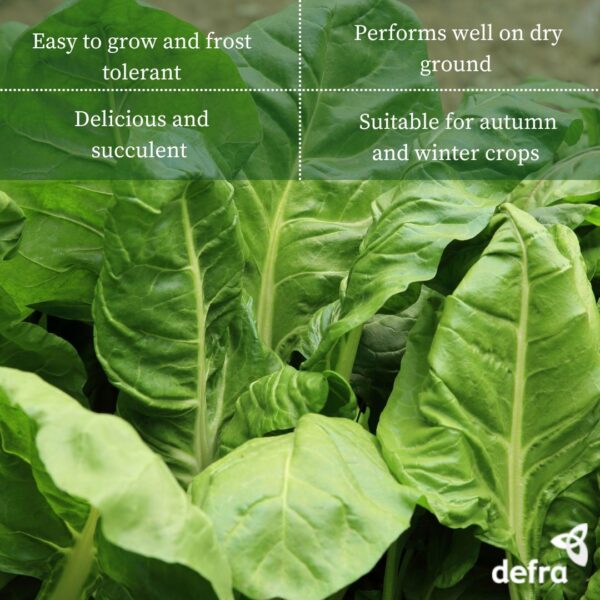 Spinach Perpetual - Seed Tape 6M (3x2M) ~152 Seeds - Image 8