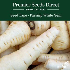 Parsnip White Gem - Seed Tape 6M (3x2M) ~ 325 Seeds