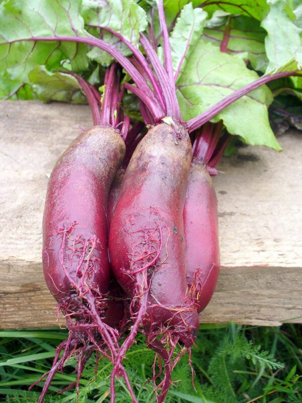Beetroot Cylindra - Seed Tape 6M (3X2M) ~ 329 Seeds - Image 4