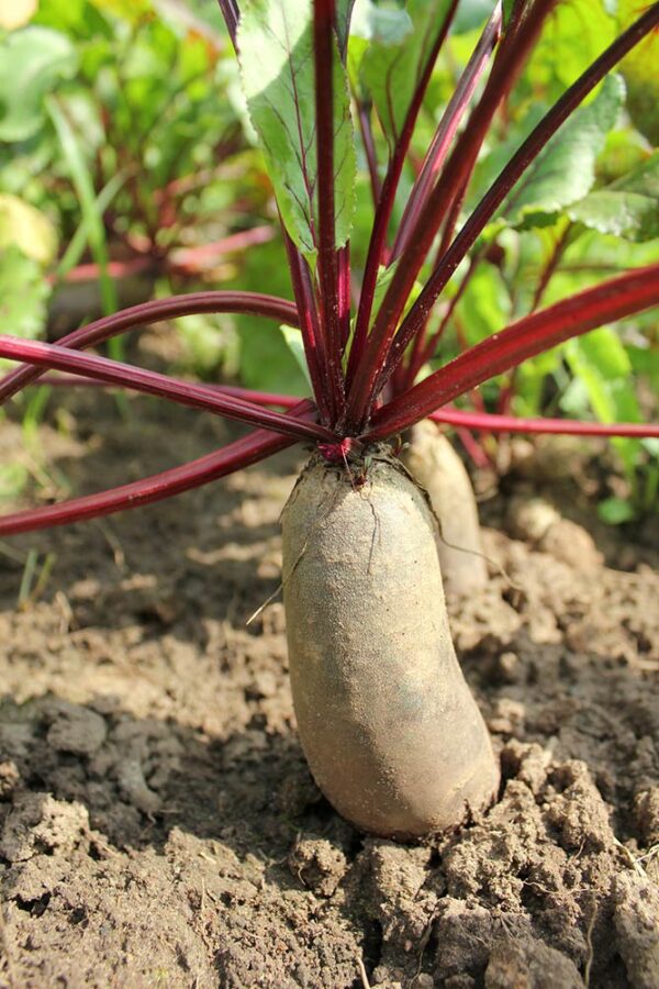 Beetroot Cylindra - Seed Tape 6M (3X2M) ~ 329 Seeds - Image 5