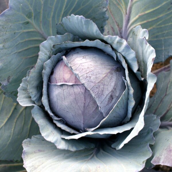 Cabbage Rovite F1 - Image 3
