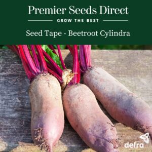 Beetroot Cylindra - Seed Tape 6M (3X2M) ~ 329 Seeds