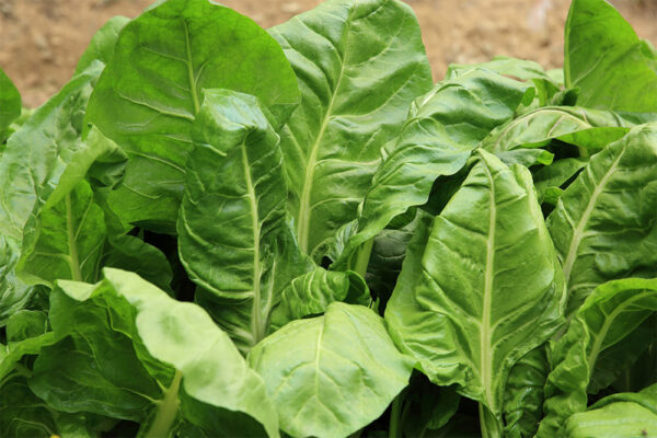 Spinach Perpetual - Seed Tape 6M (3x2M) ~152 Seeds - Image 5