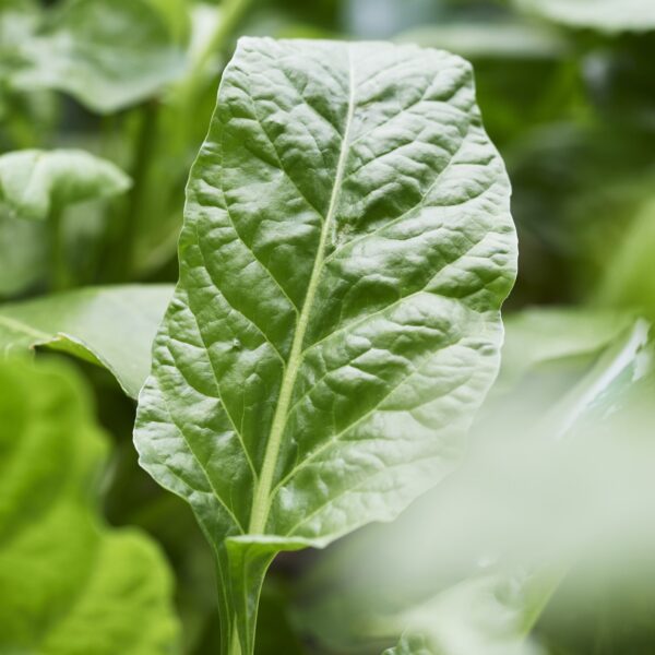 Spinach Perpetual - Seed Tape 6M (3x2M) ~152 Seeds - Image 4
