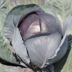 Cabbage Rovite F1