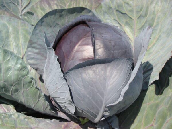 Cabbage Rovite F1