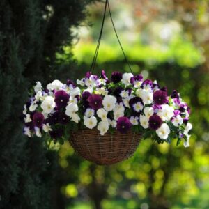 Pansy Cool Wave Mix Berries N Cream