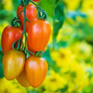 Tomato Lizziebell