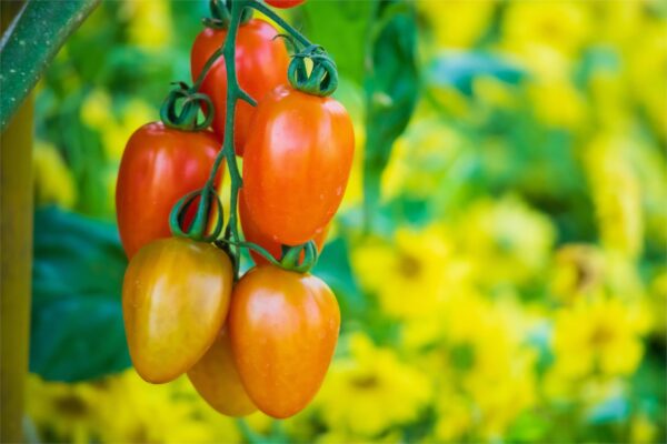 Tomato Lizziebell