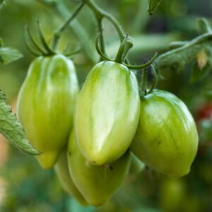 Tomato Artisan Green Tiger