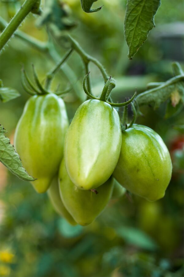 Tomato Artisan Green Tiger