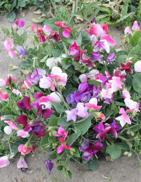 Sweet Pea Little Sweetheart - Image 2