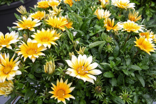 Gazania Sunny-Side Up - Image 2