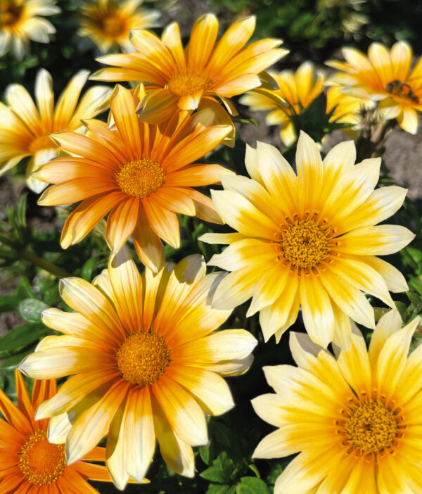 Gazania Sunny-Side Up - Image 3