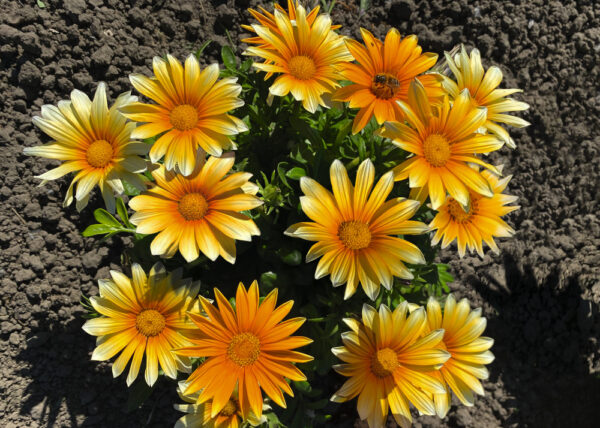 Gazania Sunny-Side Up - Image 4