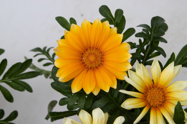 Gazania Sunny-Side Up - Image 5