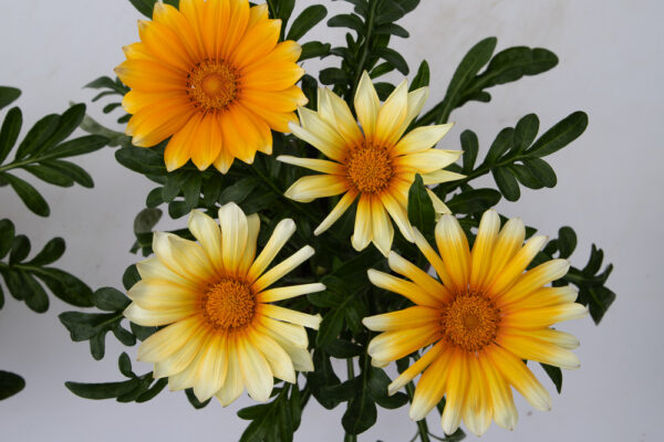 Gazania Sunny-Side Up - Image 6