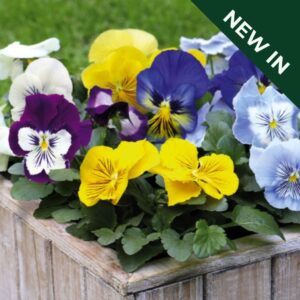 Pansy Cats Plus Mix