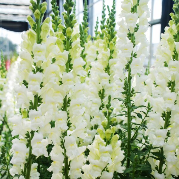 Antirrhinum Snowflake - Image 2