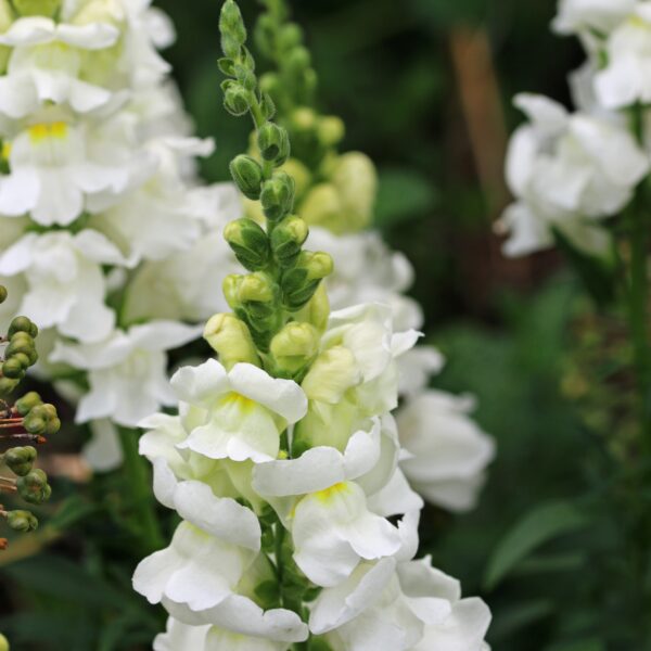 Antirrhinum Snowflake - Image 3