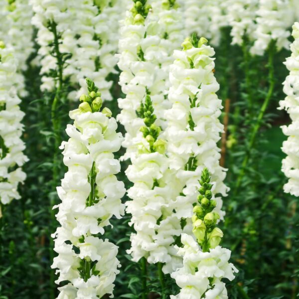 Antirrhinum Snowflake - Image 4