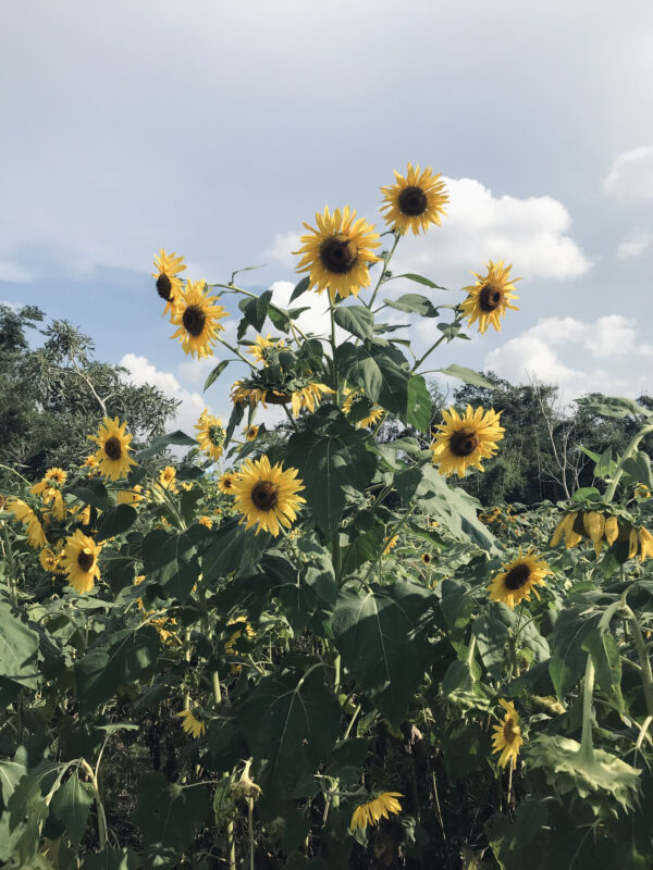 Sunflower Henry Wilde - Image 5