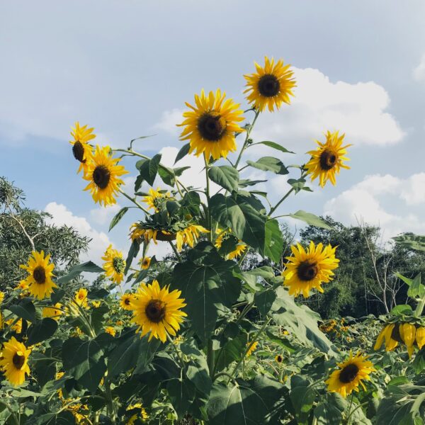 Sunflower Henry Wilde - Image 6