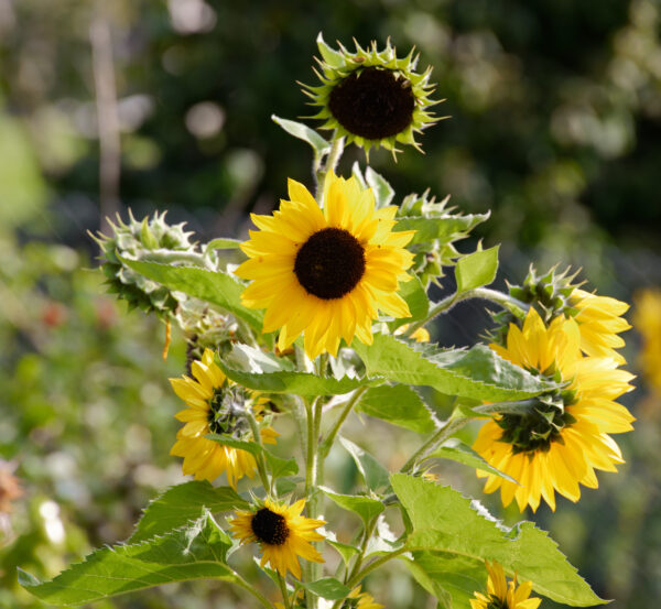 Sunflower Henry Wilde - Image 3