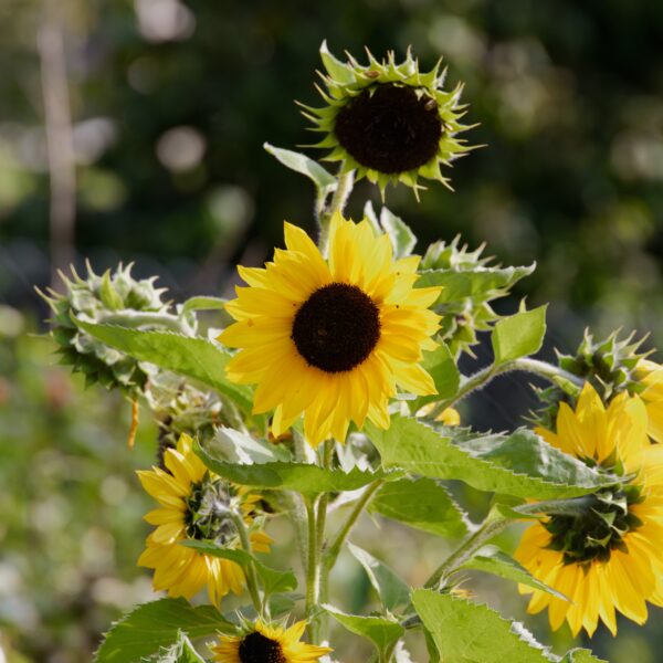 Sunflower Henry Wilde - Image 4