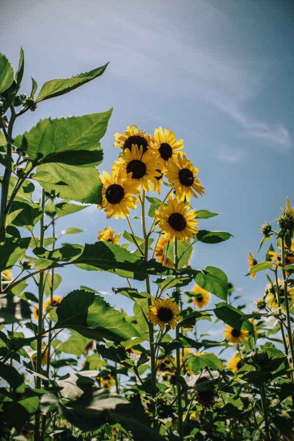 Sunflower Henry Wilde - Image 2