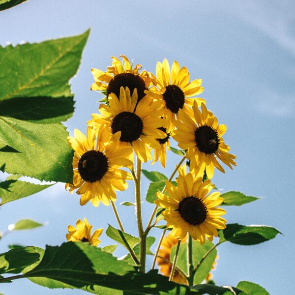 Sunflower Henry Wilde