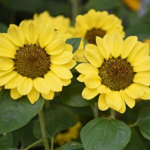 Sunflower Tanja Seeds