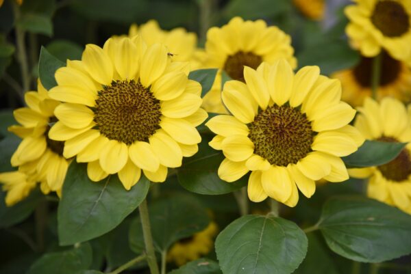 Sunflower Tanja Seeds