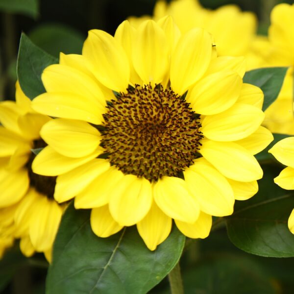 Sunflower Tanja Seeds - Image 2