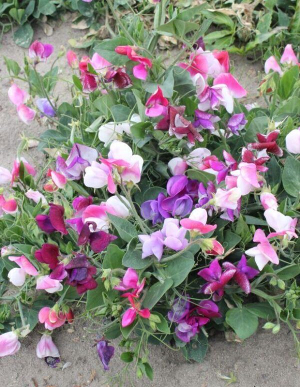 Sweet Pea Little Sweetheart