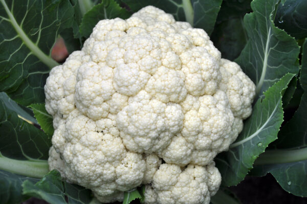 Cauliflower All Year Round
