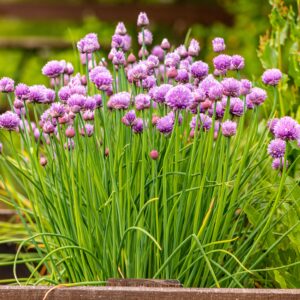 Herbs - Organic