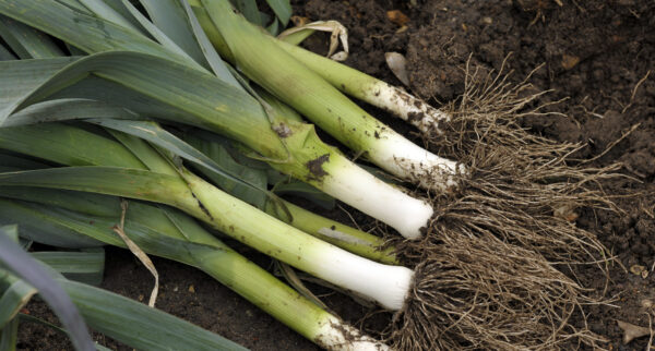 Leek -  Musselburgh