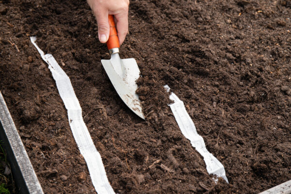 Kale Black Tuscan - Seed Tape 6M (3X2M) ~ 450 Seeds - Image 4