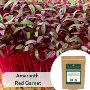 Amaranth Red Garnet - Microgreen/Sprouting
